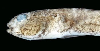 Media type: image; Ichthyology 163474